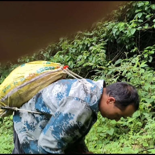 康县鱼腥草甘肃陇南大山深处自然野生