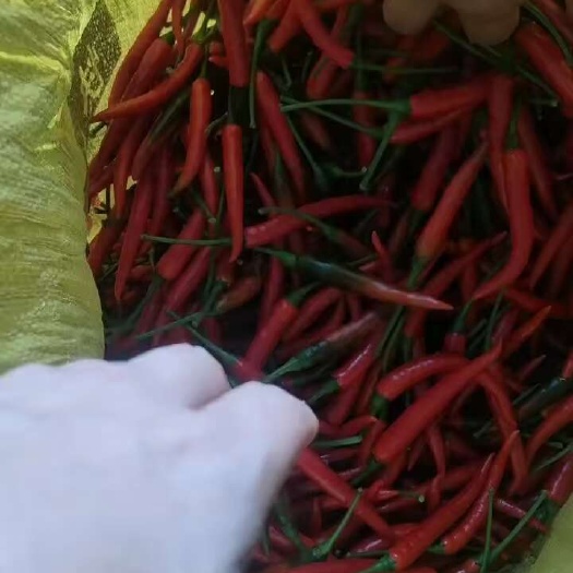 马关县云南小米辣。