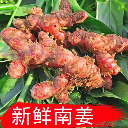化州市新鲜红皮南姜新鲜良姜山姜泰国南姜冬阴功汤配料牛肉火锅卤水配料