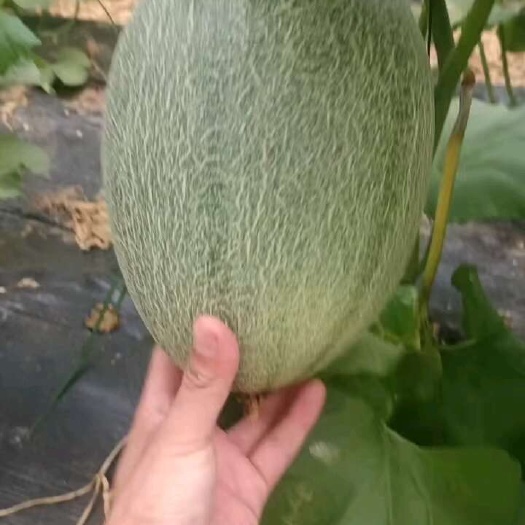 滑县西州蜜