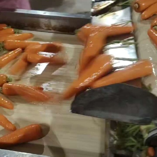 定边县红萝卜
