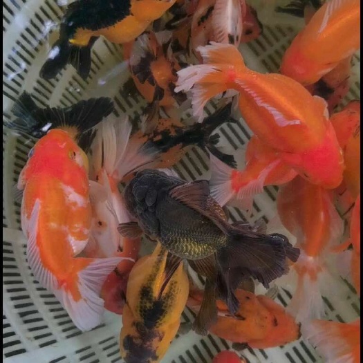 清远出小鱼