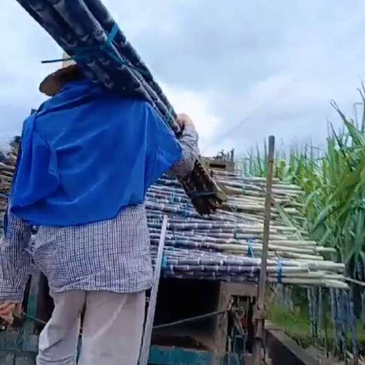 博白县正宗广西黑皮甘蔗，置地提供脆甜可口量大从优，提供便宜回程车，