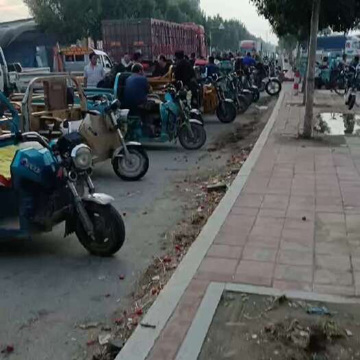 莘县千禧贝贝圣女果，电商，各大超市供应，批发市场，专业常年供应