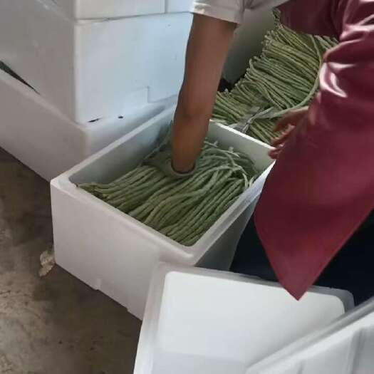 横州市精品豆角，大量现货，