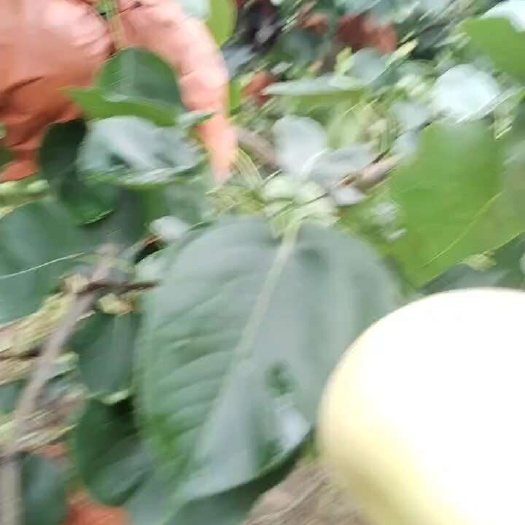 雪青梨