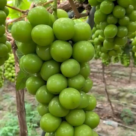 阳光玫瑰葡萄