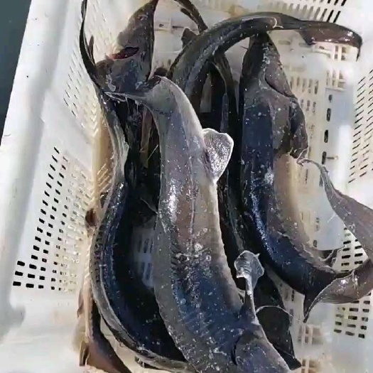 寻甸县鲟鱼