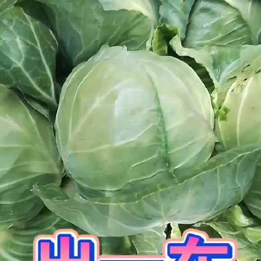 大通县薄皮甘蓝口感佳耐运输、