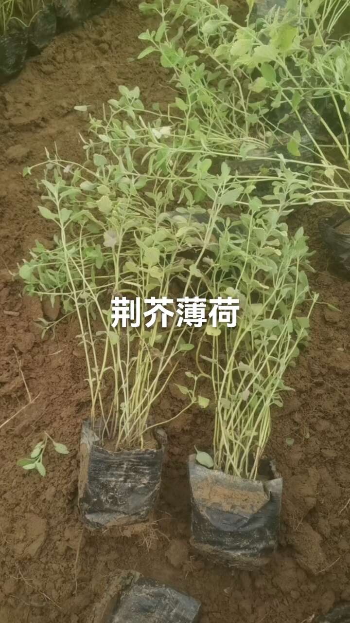 荆芥薄荷