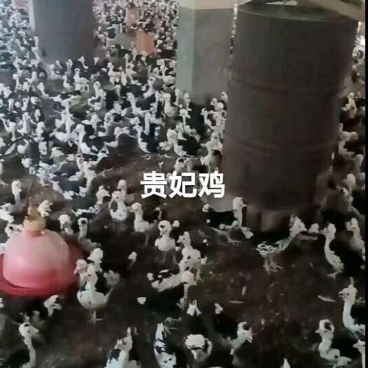 浏阳市健飞脱温鸡