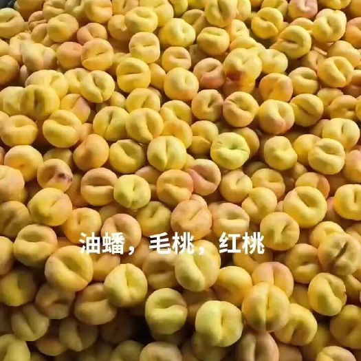 费县山东费县毛桃油蟠