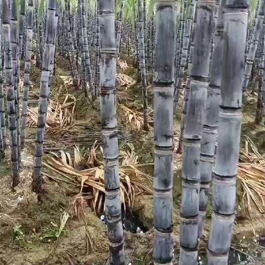龙州县甘蔗  广西置地直销，量大从优，粗大包甜，免费提供便宜回程车