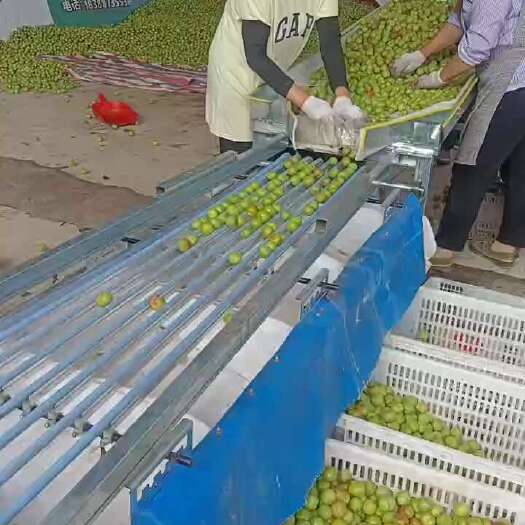 绥江县云南绥江半边红李子