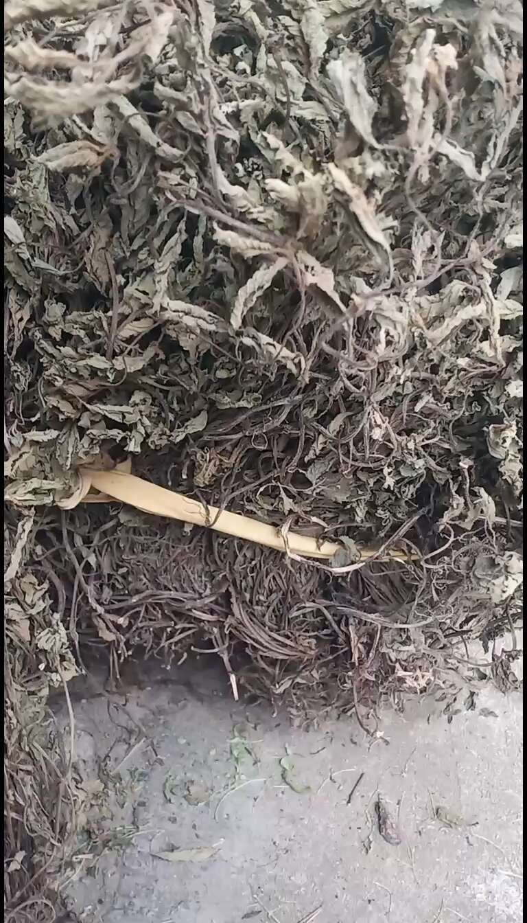 仙草凉粉草中药批发一手货源量大忧惠