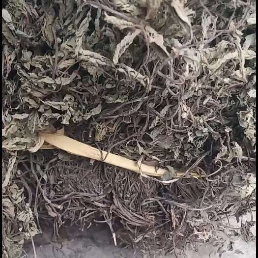 仙草凉粉草中药批发一手货源量大忧惠