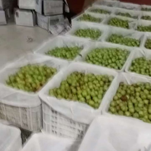 绥江县云南绥江半边红李子
