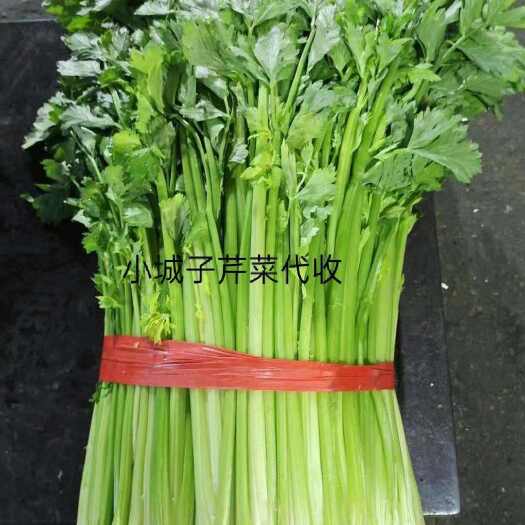 长沙芹菜