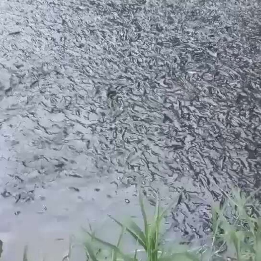 微山湖黑鱼批发，皮毛好，黑鱼苗，成鱼正在热销中