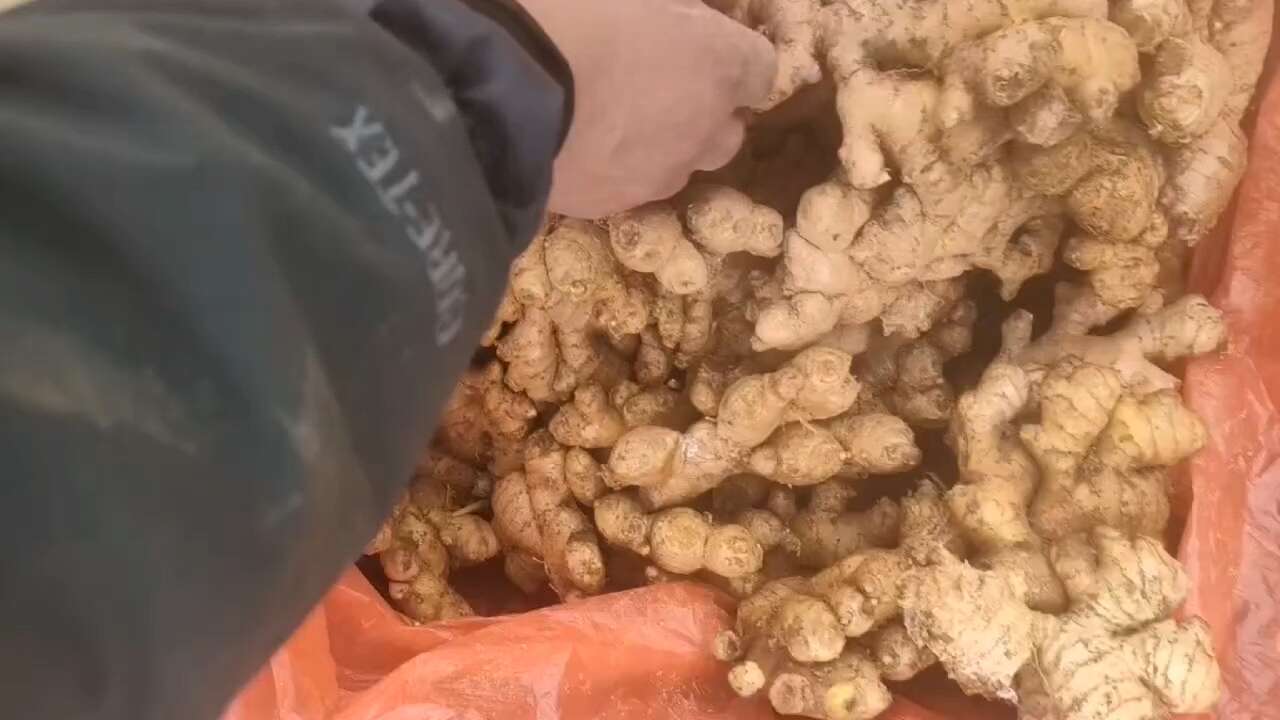 【推荐】小黄姜产地供应 一手货源 对接市场电商 出口