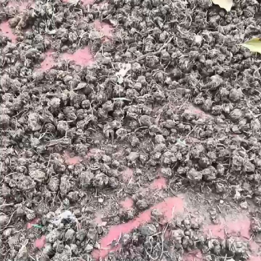 产区直销猫爪草