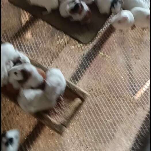 开封荷兰猪，豚鼠长期大量现货