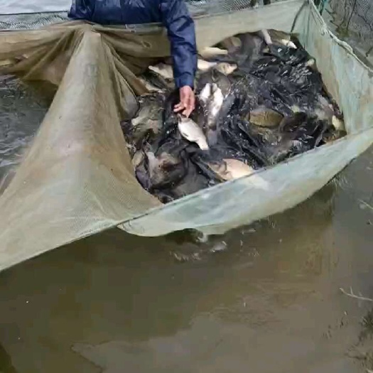 宜良县黄金鲫