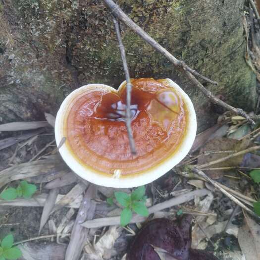 博罗县竹灵芝