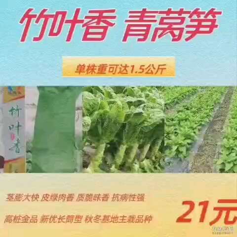 耐寒香莴笋种子高桩大棒圆叶皮绿肉青抗病长筒秋冬基地专用竹叶香