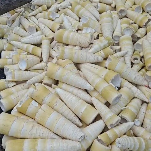南靖县麻竹笋原材料