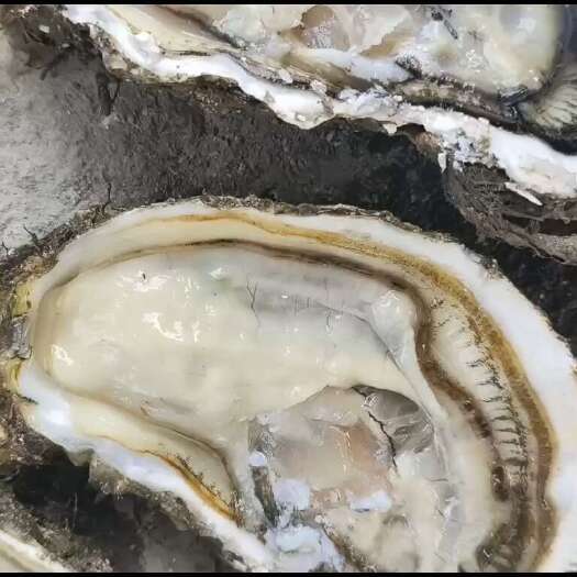 大连生蚝