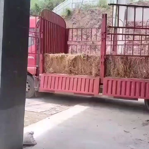 习水县曲草