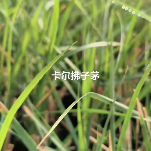 定州市卡尔佛子矛