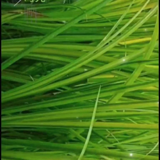 定州市金叶石菖蒲