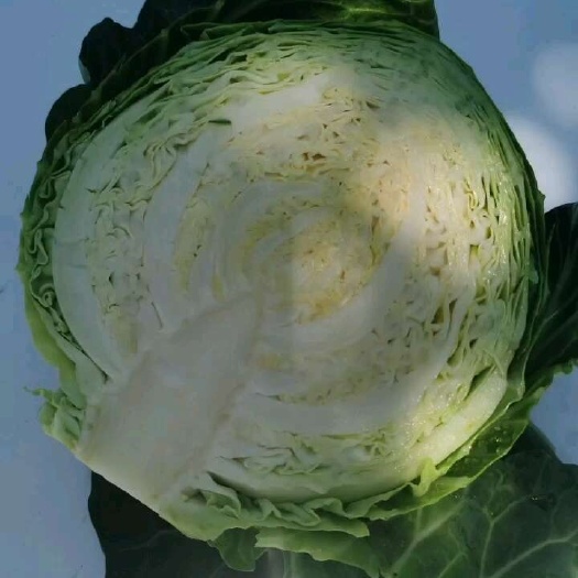 张北县精品甘蓝包菜绿包菜原产地直发