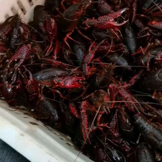 当涂县不缺货，规格齐全