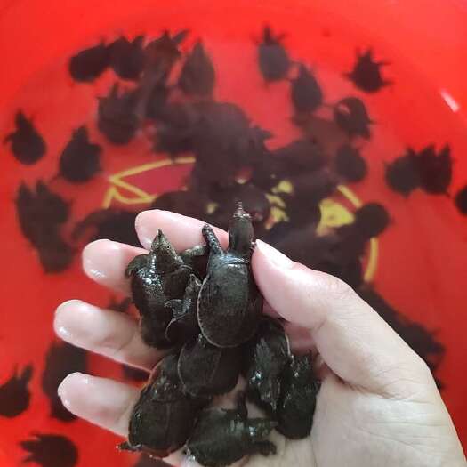 宁都县优质甲鱼苗，成活率高，生长快，品相好