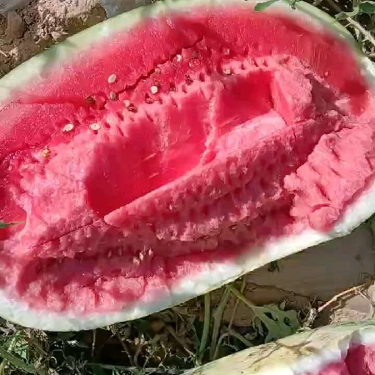 宁夏硒砂瓜
