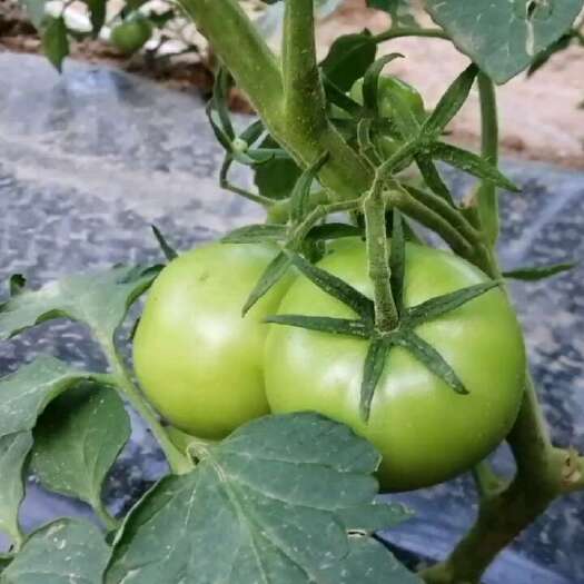 娄烦县草莓西红柿丶普罗旺斯西红柿