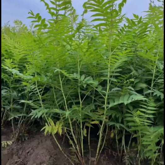 定州市珍珠梅