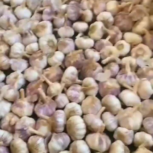 杞县河南紫红皮大蒜。
