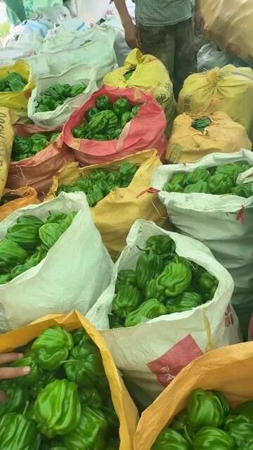 岫岩县东北薄皮麻辣