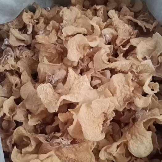羊肚耳沙耳一件整件批发零售羊肚耳沙耳菌，羊肚菌，无根羊肚耳菇