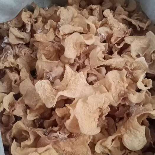 济南羊肚耳沙耳一件整件批发零售羊肚耳沙耳菌，羊肚菌，无根羊肚耳菇