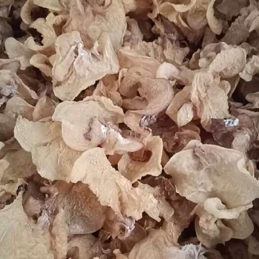 费县羊肚耳种植场好羊肚耳沙耳无根羊肚耳单片羊肚耳，颜色靓价格不高