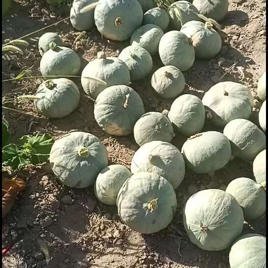 新星市新疆哈密银栗南瓜