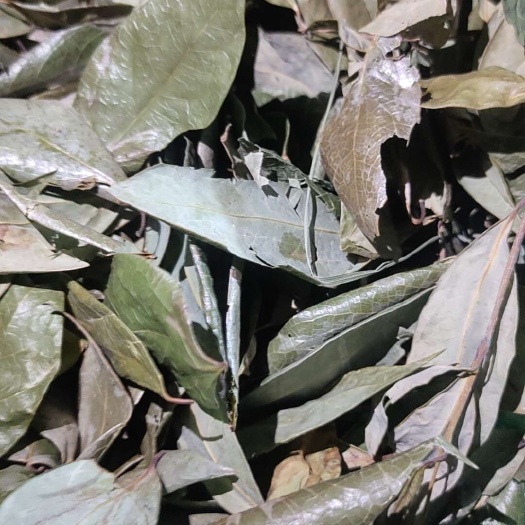 罗甸县大量现货，无烟烘房加工，颜色好，九成干度！