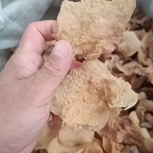 费县羊肚耳干品竹耳干货沙耳菌产地直销一手货源批发零售优惠兔耳菌