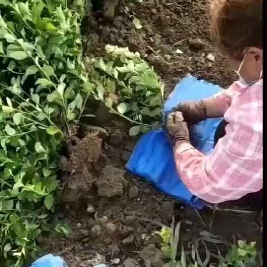 定州市卫矛