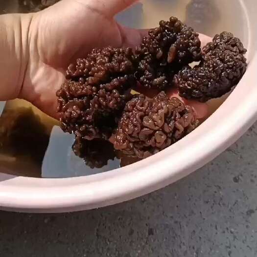 种植场猴脑菇猴脑菌，大个头猴脑菌，玛卡菌玛咖菌松花菌鹿茸菌